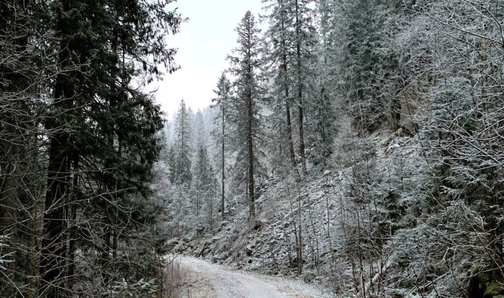 Snow-covered forest path in Nordmarka during winter, with a blanket of white on the trees.