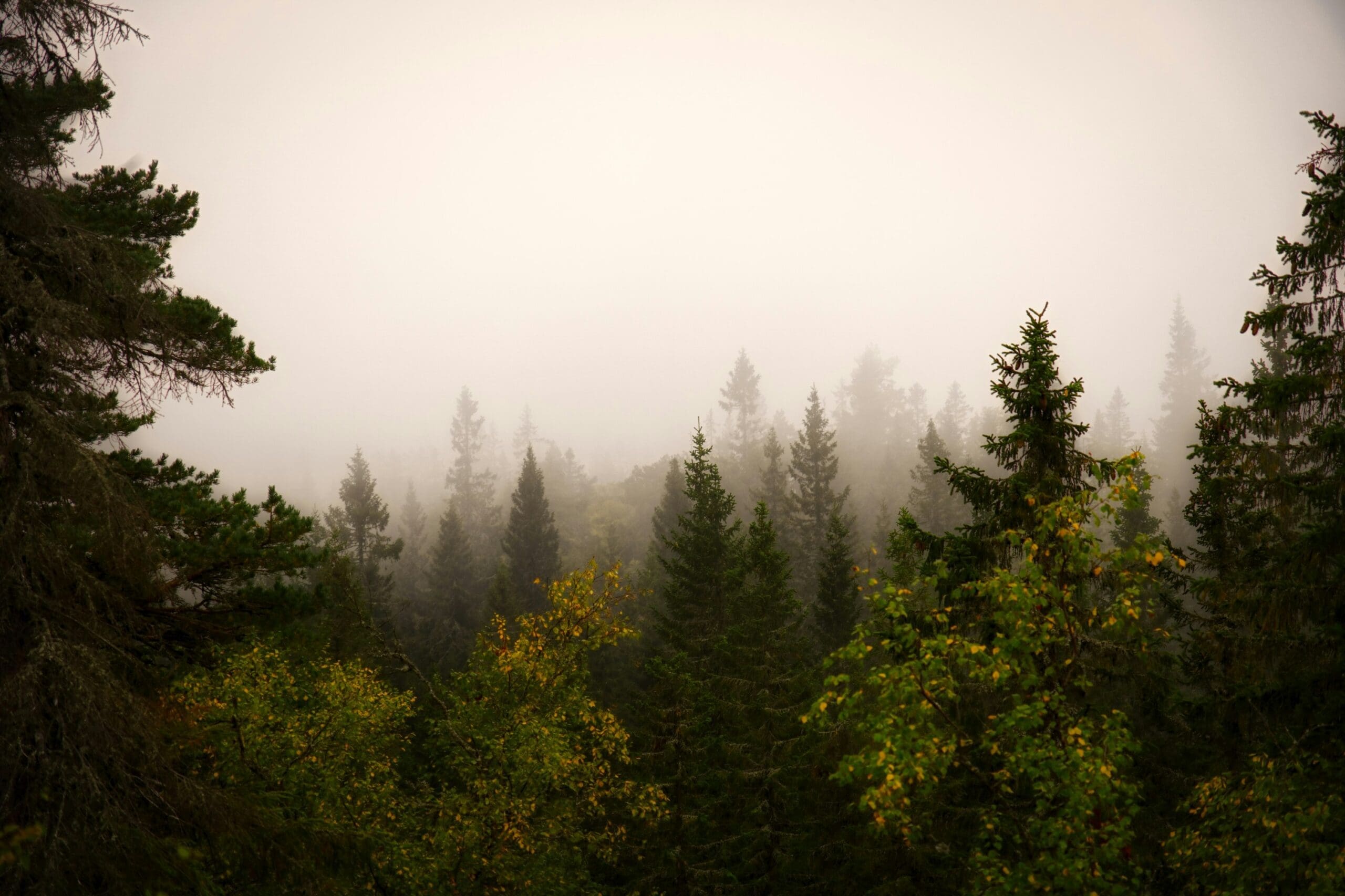 Top 3 Hikes Near Oslo: No Car Needed!